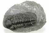 Phacopid (Adrisiops) Trilobite - Jbel Oudriss, Morocco #222409-2